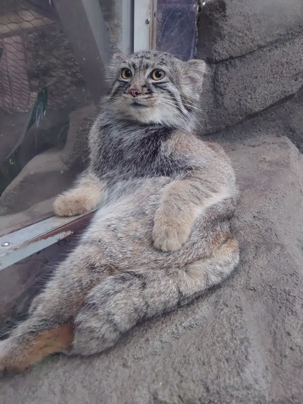 Фотография Теру в Царстве Животных Кобе