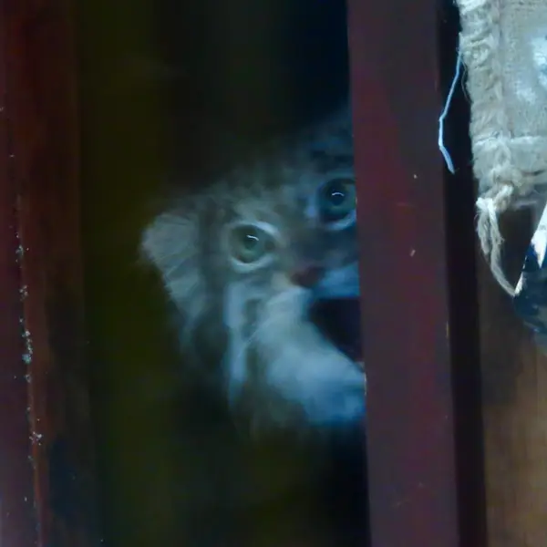 Фотография Клёна в Зоопарке Уено