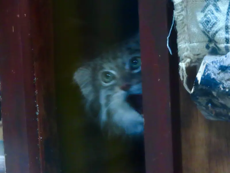 Фотография Клёна в Зоопарке Уено