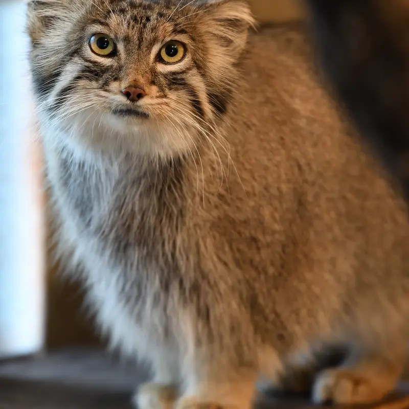 Фотография Оливы в Детском зоопарке Сайтама