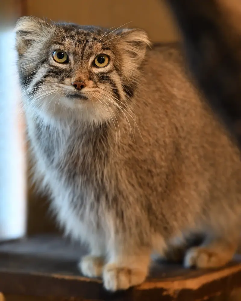 Фотография Оливы в Детском зоопарке Сайтама