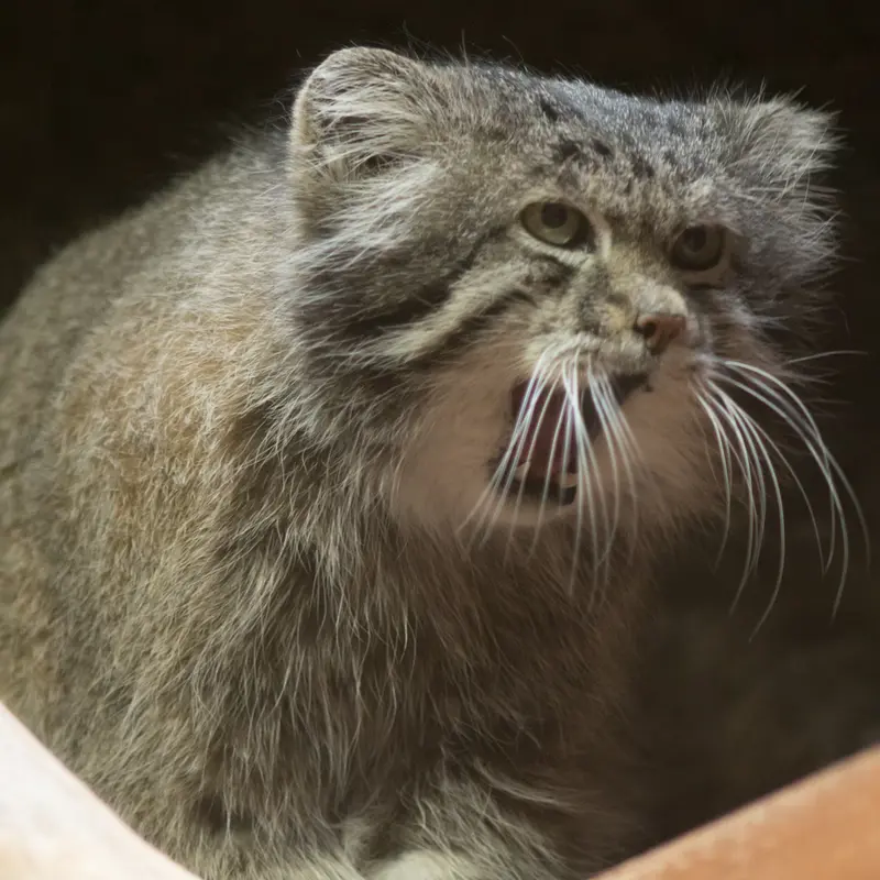 Фотография Клёна в Зоопарке Уено