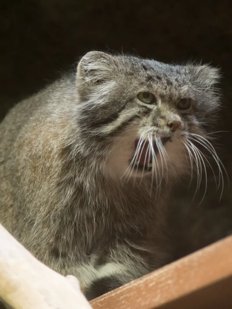 Фотография Клёна в Зоопарке Уено