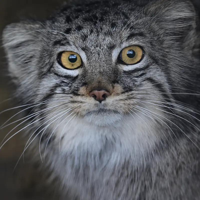 Фотография Мей в Зоопарке Гокатсураи-кэ