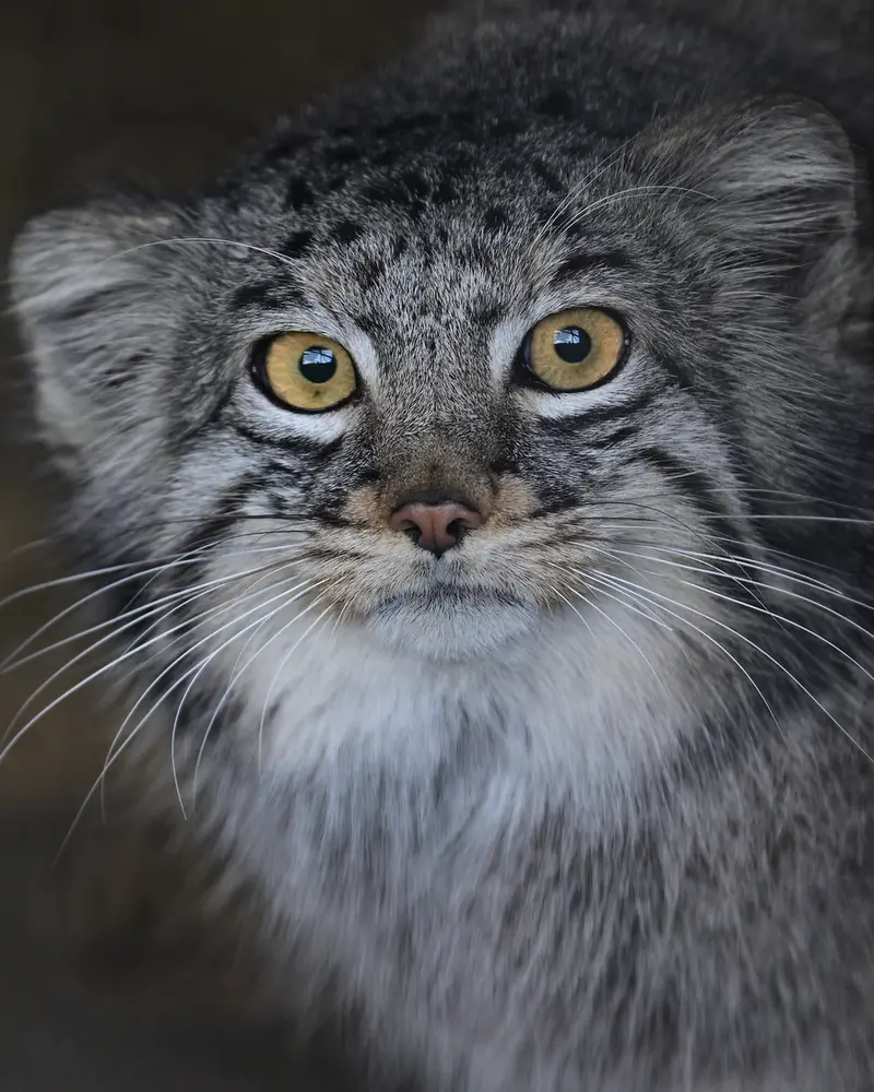 Фотография Мей в Зоопарке Гокатсураи-кэ