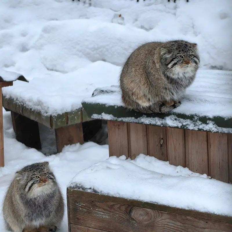 Фотография Евчика 2024 Г.р. Ⅱ в Новосибирском Зоопарке