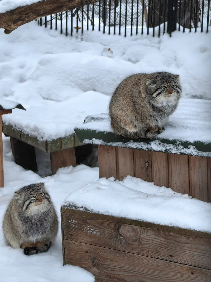 Фотография Евчика 2024 Г.р. Ⅱ и Евчика 2024 Г.р. Ⅳ в Новосибирском Зоопарке