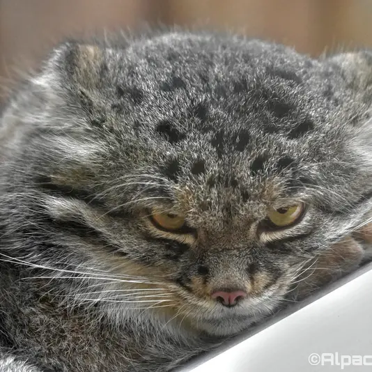 Фотография Нара в Царстве Животных Кобе