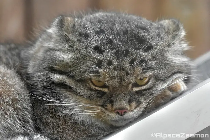 Фотография Нара в Царстве Животных Кобе