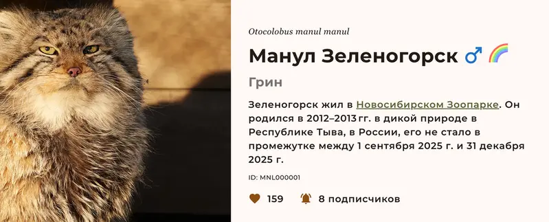 Фотография с манулом