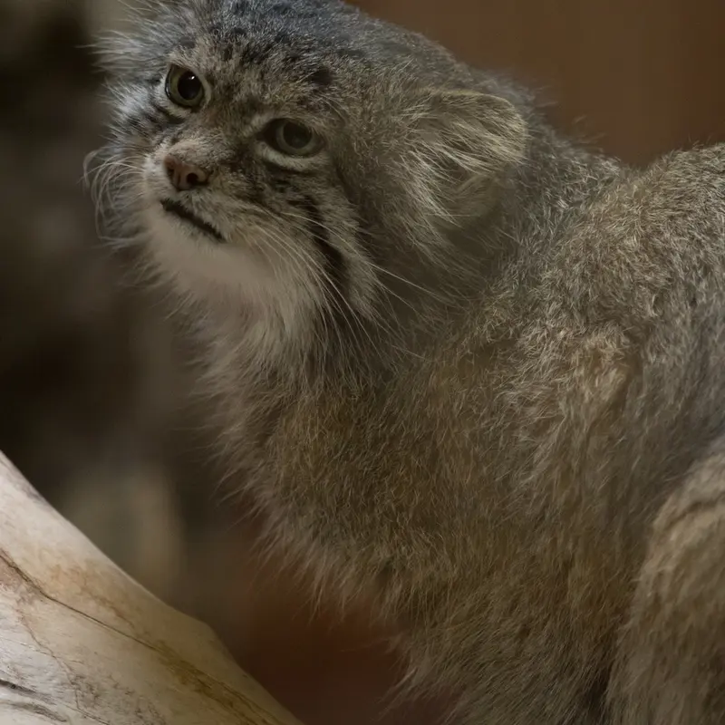 Фотография Клёна в Зоопарке Уено