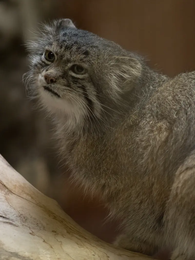 Фотография Клёна в Зоопарке Уено