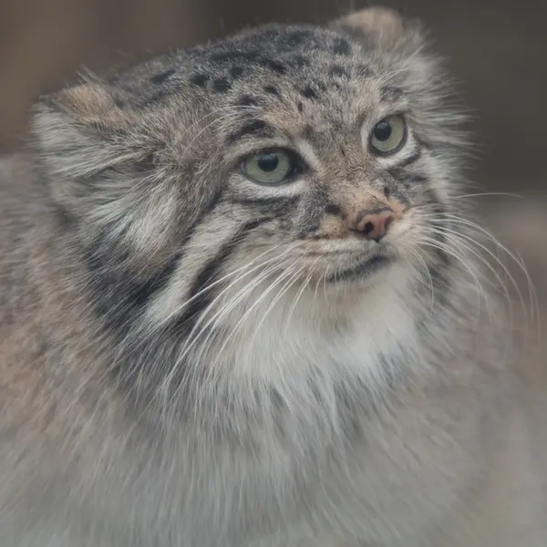 Фотография Аз в Царстве Животных Кобе