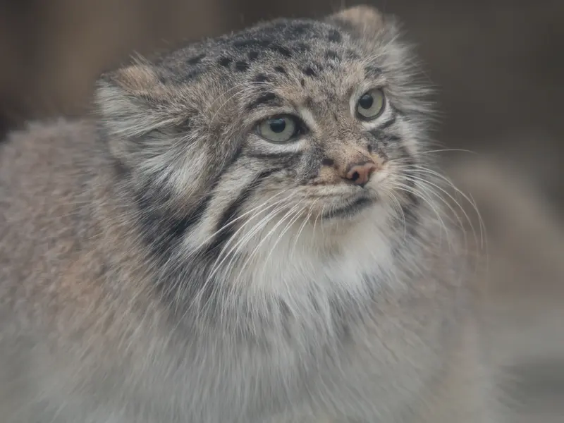 Фотография Аз в Царстве Животных Кобе