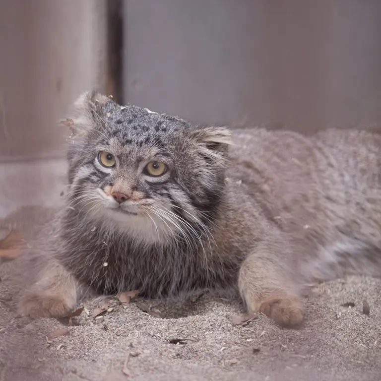 Фотография Фиги в Зоопарке Ногеяме