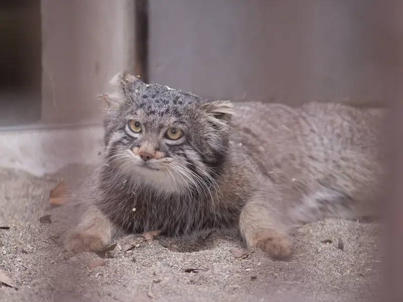 Фотография Фиги в Зоопарке Ногеяме