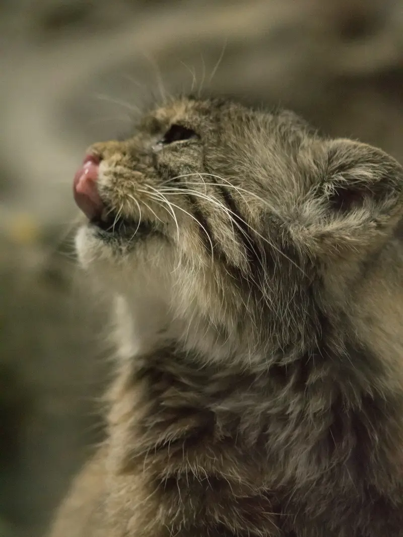 Фотография Примулы в Зоопарке Уено