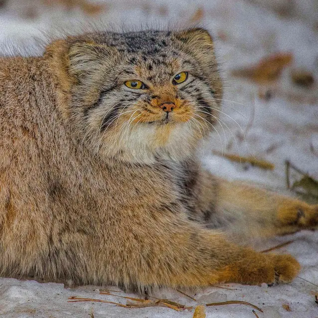 Фотография Евчика 2024 Г.р. Ⅱ в Новосибирском Зоопарке