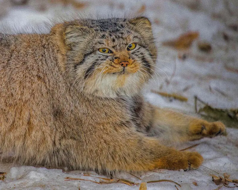 Фотография Евчика 2024 Г.р. Ⅱ в Новосибирском Зоопарке