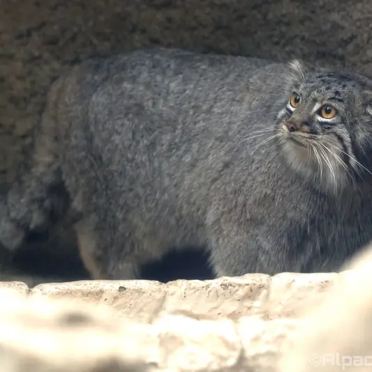 Фотография Мей в Царстве Животных Кобе