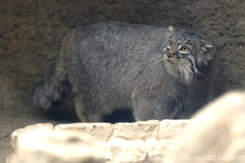 Фотография Мей в Царстве Животных Кобе