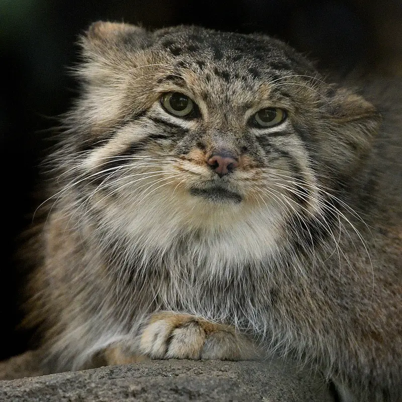 Фотография Аз в Царстве Животных Кобе