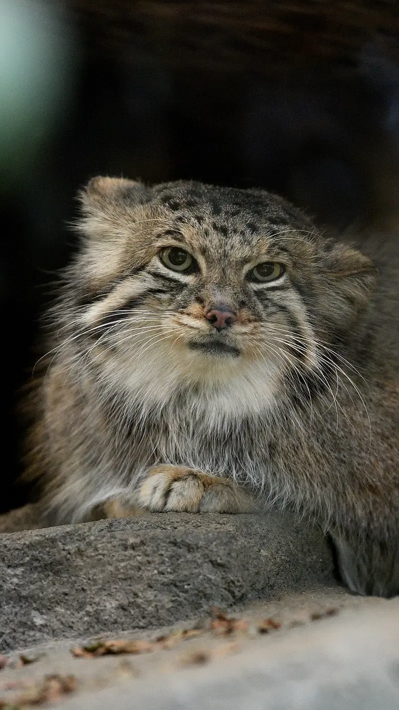 Фотография Аз в Царстве Животных Кобе