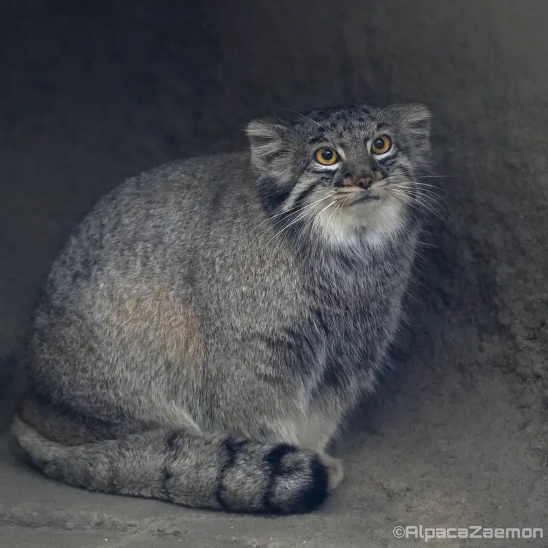Фотография Мей в Царстве Животных Кобе