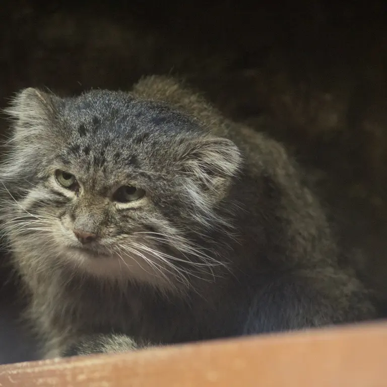 Фотография Клёна в Зоопарке Уено