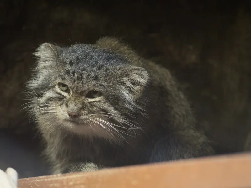 Фотография Клёна в Зоопарке Уено