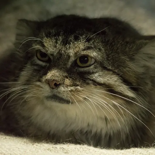 Фотография Примулы в Зоопарке Уено