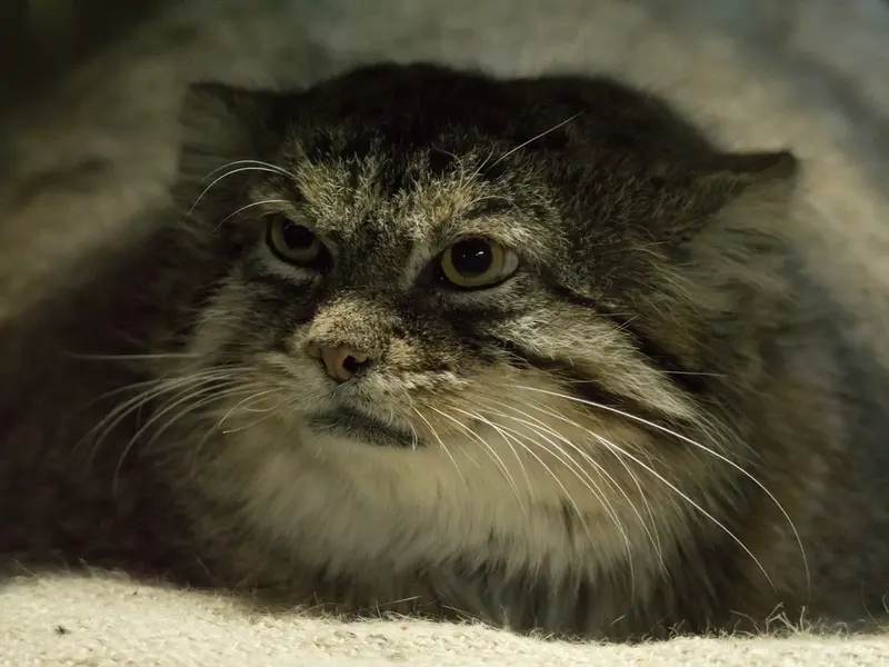 Фотография Примулы в Зоопарке Уено