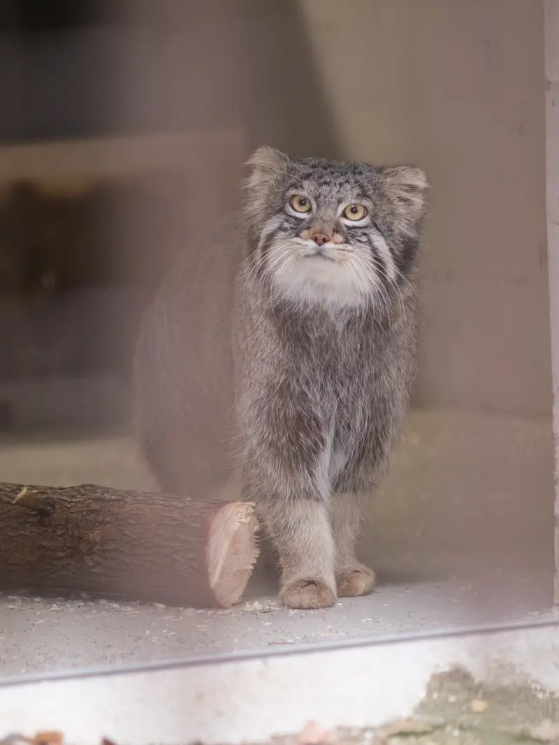 Фотография Фиги в Зоопарке Ногеяме