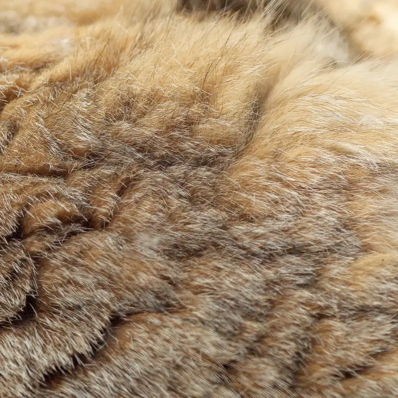 Фотография с манулом в Новосибирском Зоопарке