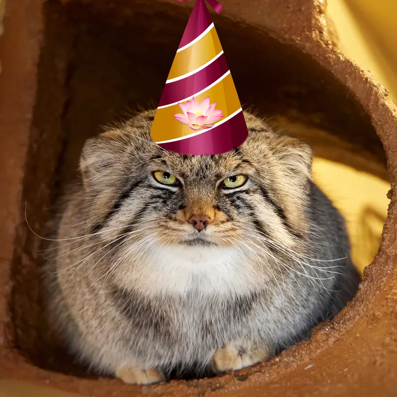 Фотография с манулом