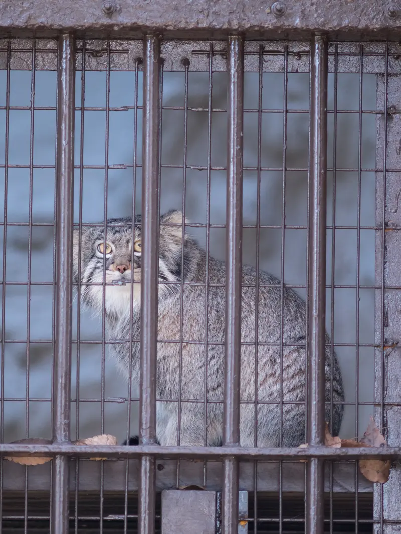 Фотография Фиги в Зоопарке Ногеяме