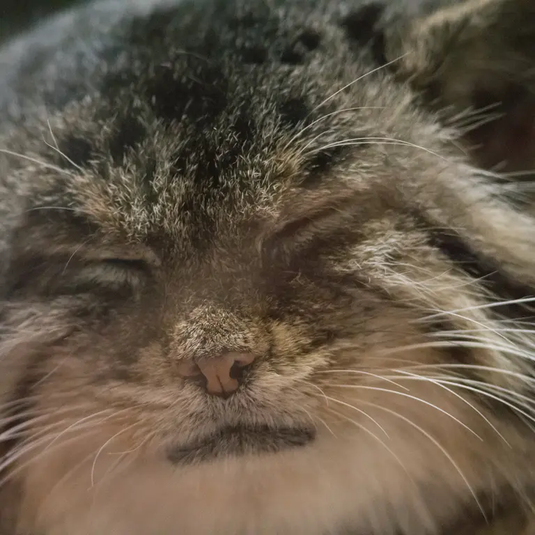 Фотография Примулы в Зоопарке Уено