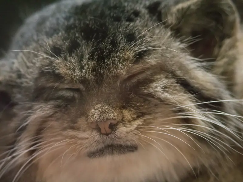 Фотография Примулы в Зоопарке Уено