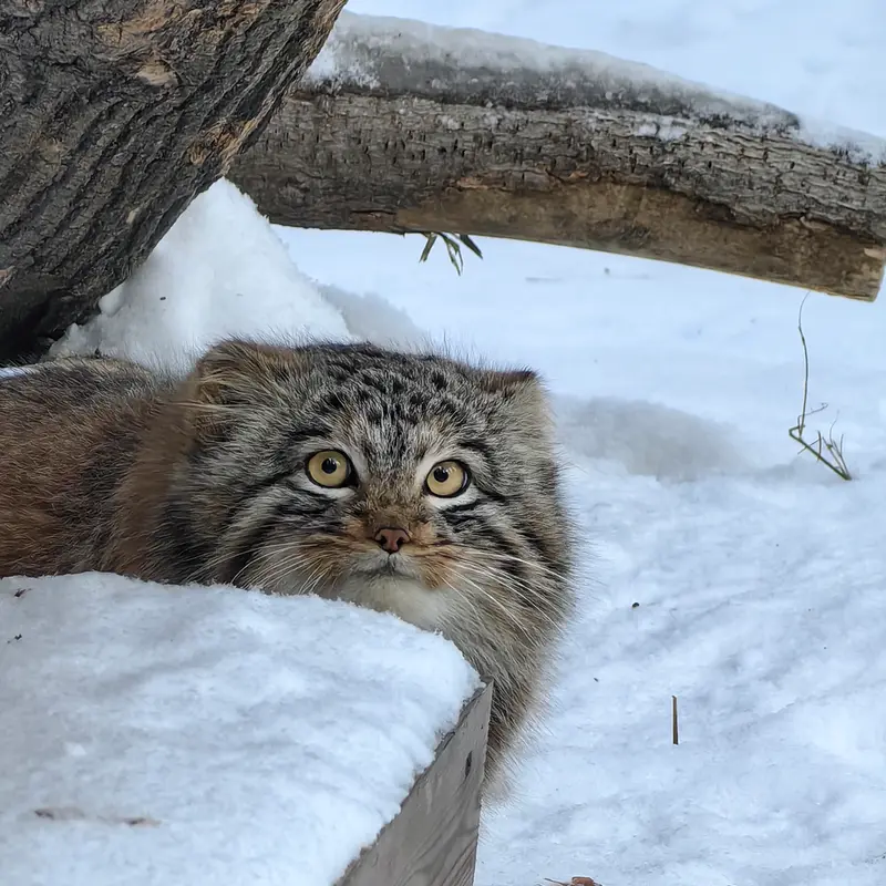 Фотография Сына Снежинки 2025 г.р. Ⅲ в Новосибирском Зоопарке