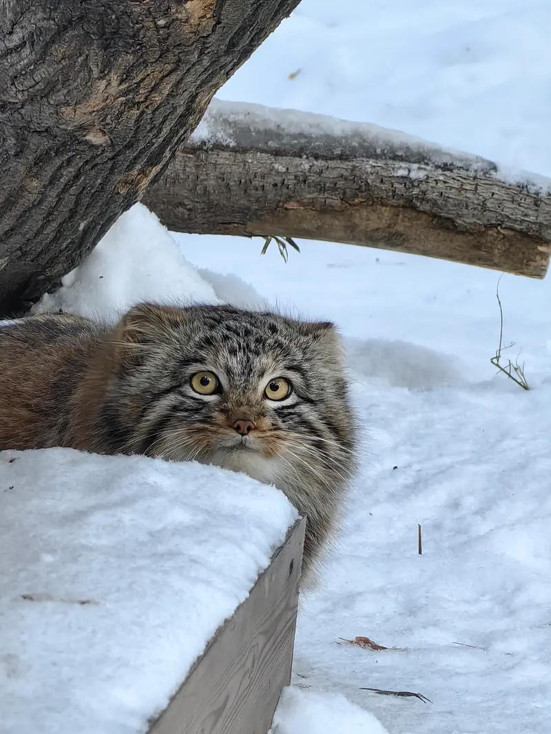 Фотография Сына Снежинки 2025 г.р. Ⅲ в Новосибирском Зоопарке