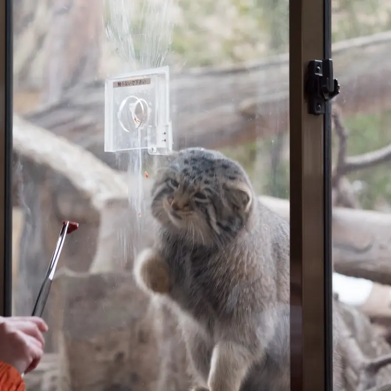 Фотография Нагому в Царстве Животных Насу