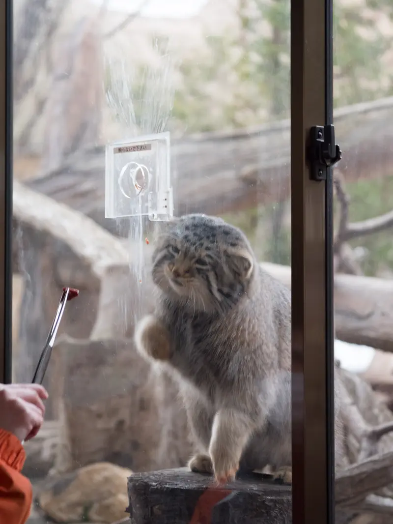 Фотография Нагому в Царстве Животных Насу