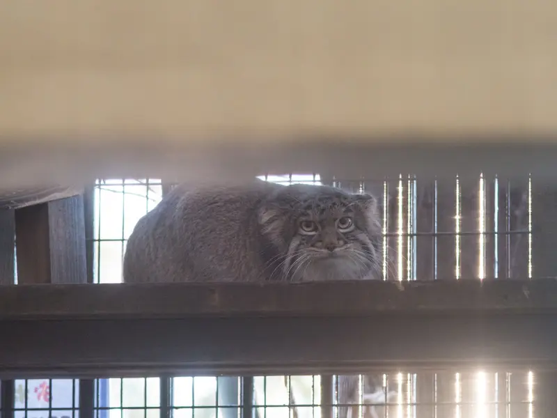 Фотография Фиги в Зоопарке Ногеяме