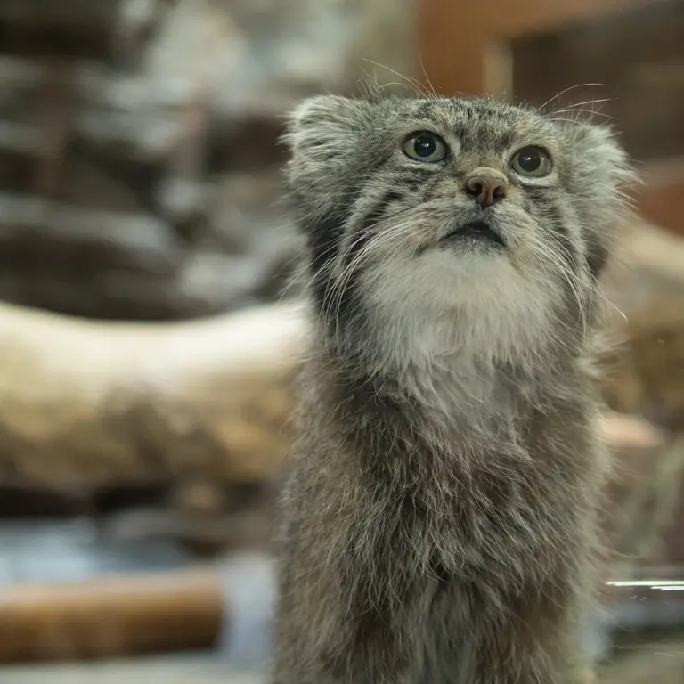 Фотография Клёна в Зоопарке Уено