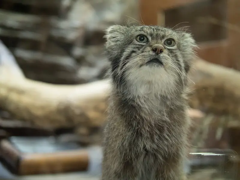 Фотография Клёна в Зоопарке Уено