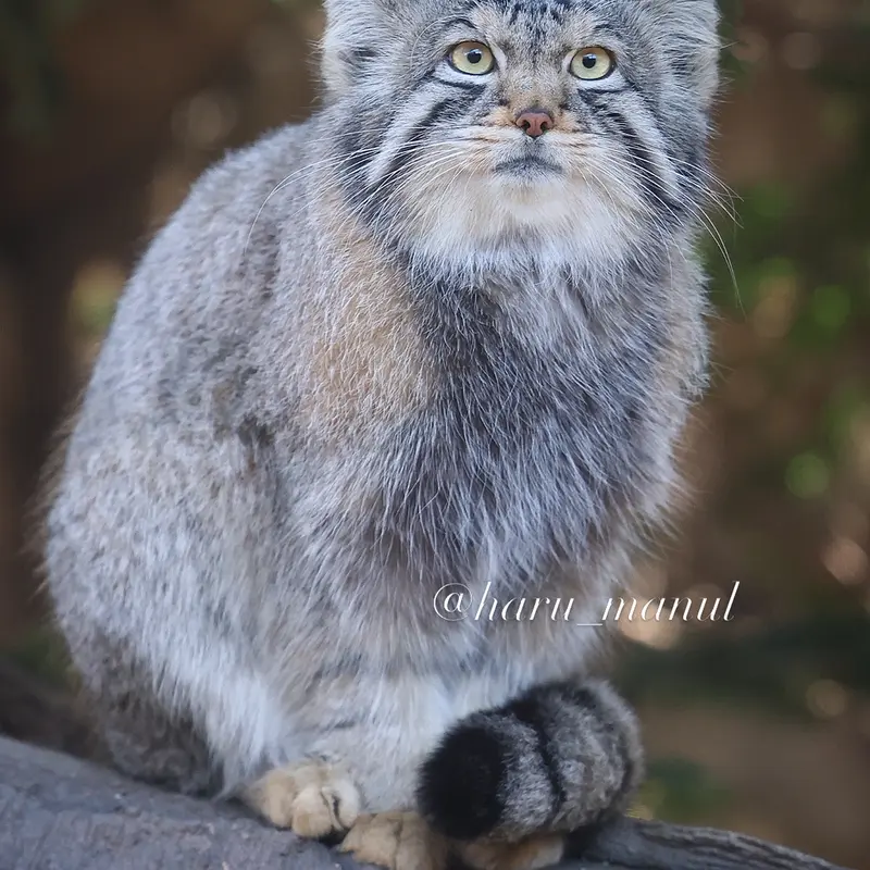 Фотография Нагому в Царстве Животных Насу