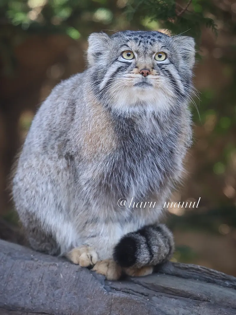 Фотография Нагому в Царстве Животных Насу