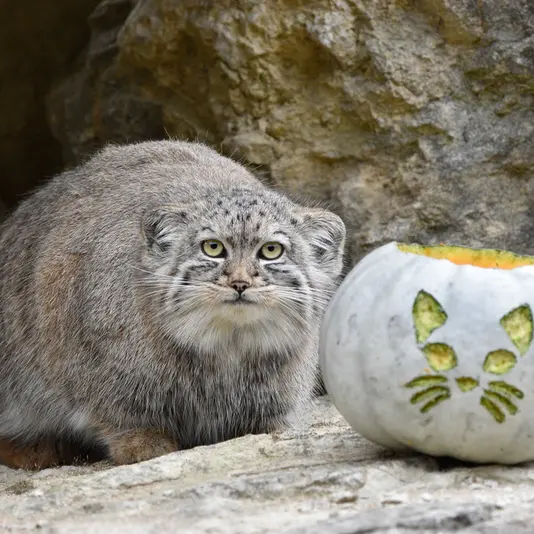 Фотография Туя́ в Парке диких животных Порт-Лимпн