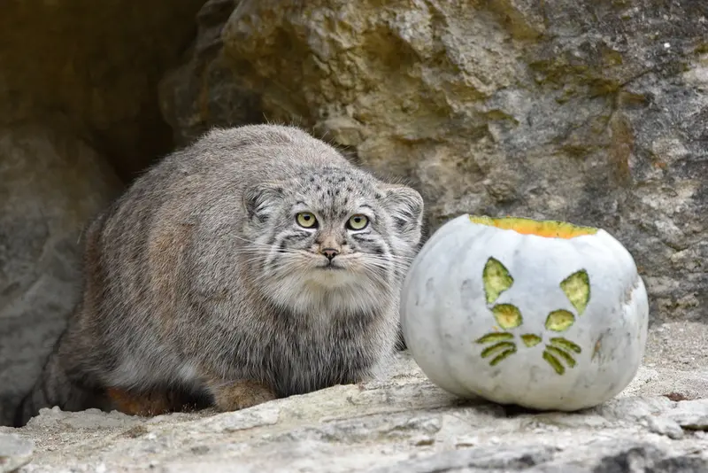 Фотография Туя́ в Парке диких животных Порт-Лимпн