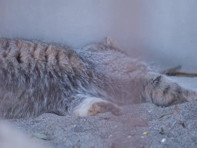 Фотография Фиги в Зоопарке Ногеяме